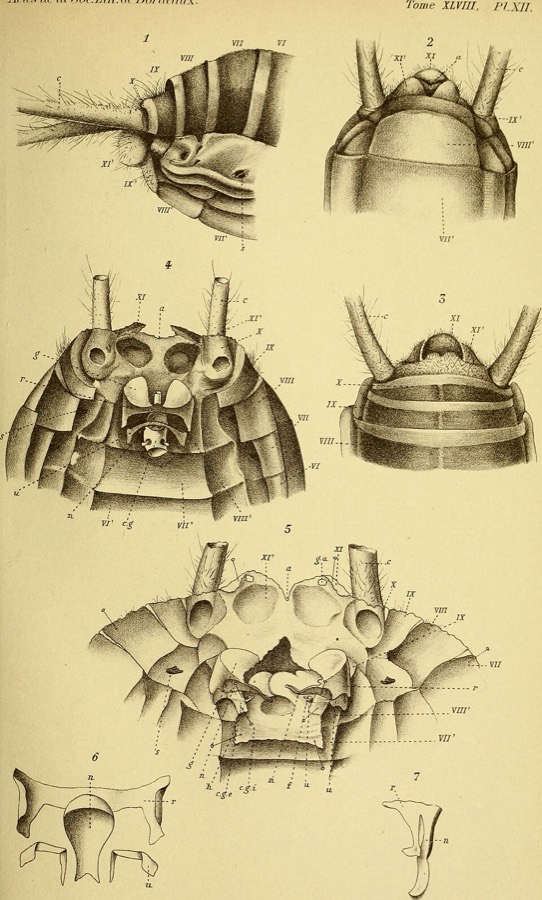 Ảnh minh hoạ Con Dế (Gryllotalpa unispinalpa) 3