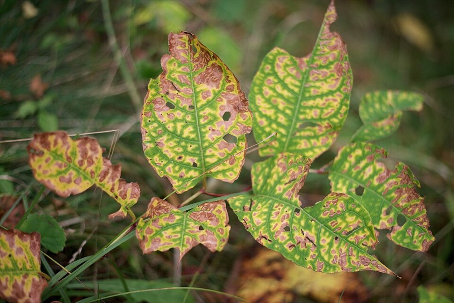Ảnh minh hoạ Cốt Khí Củ (Reynoutria japonica) 4