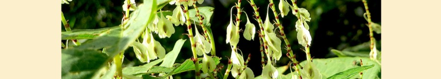 Ảnh minh hoạ Cốt Khí Củ (Reynoutria japonica) 5