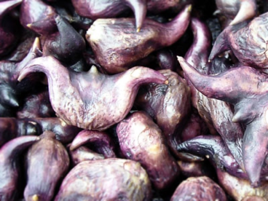 Ảnh minh hoạ Củ Ấu (Trapa bicornis) 1