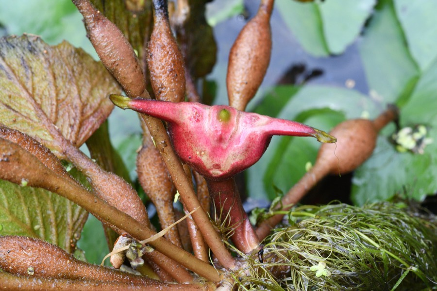 Ảnh minh hoạ Củ Ấu (Trapa bicornis) 2