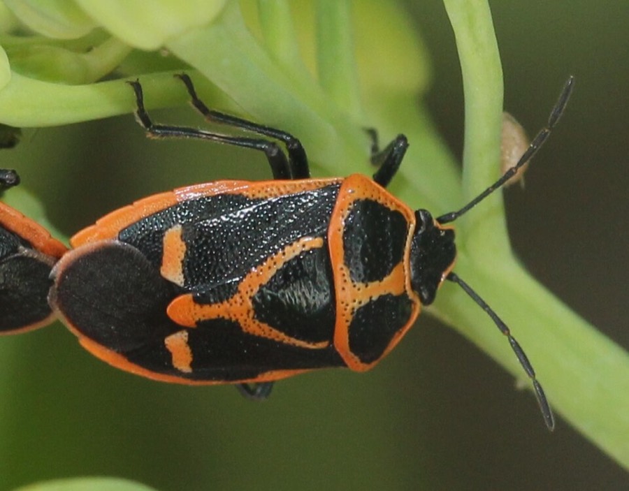 Ảnh minh hoạ Củ Cải (Raphanus sativus) 4