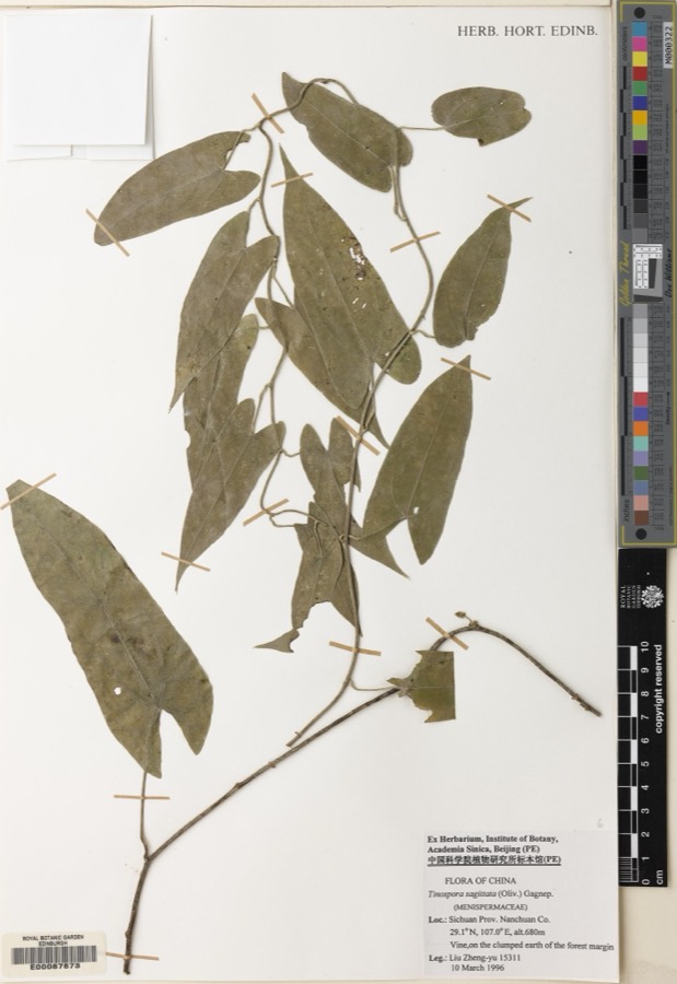 Ảnh minh hoạ Củ Gió (Tinospora sagittata) 1