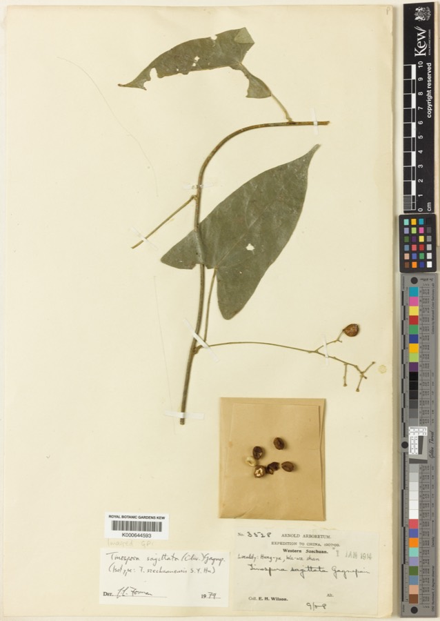 Ảnh minh hoạ Củ Gió (Tinospora sagittata) 4
