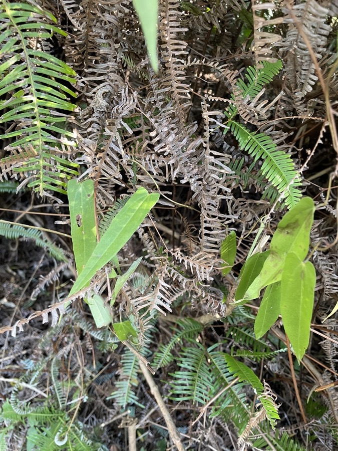 Ảnh minh hoạ Củ Nâu (Dioscorea cirrhosa) 4