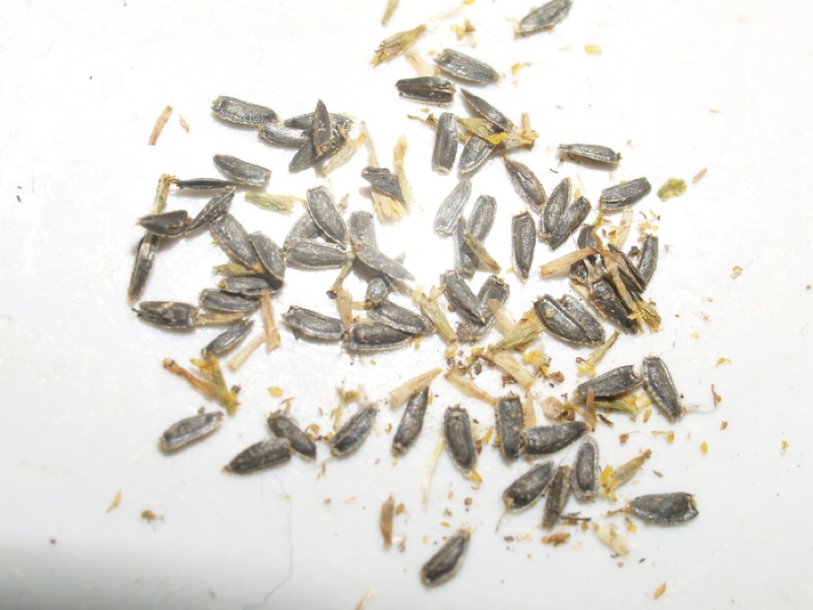 Ảnh minh hoạ Cúc Áo (Spilanthes acmella) 4
