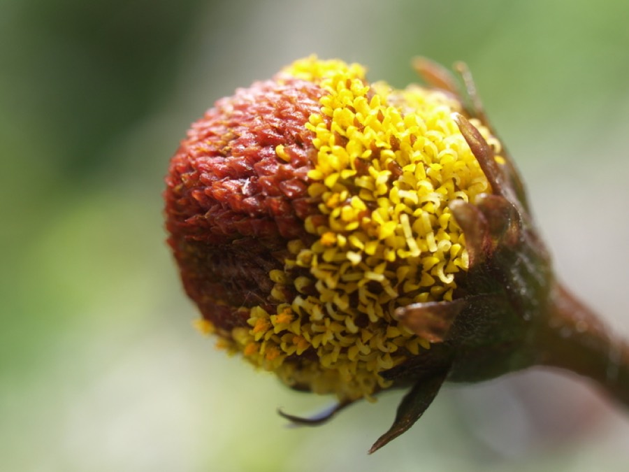 Ảnh minh hoạ Cúc Áo (Spilanthes acmella) 5