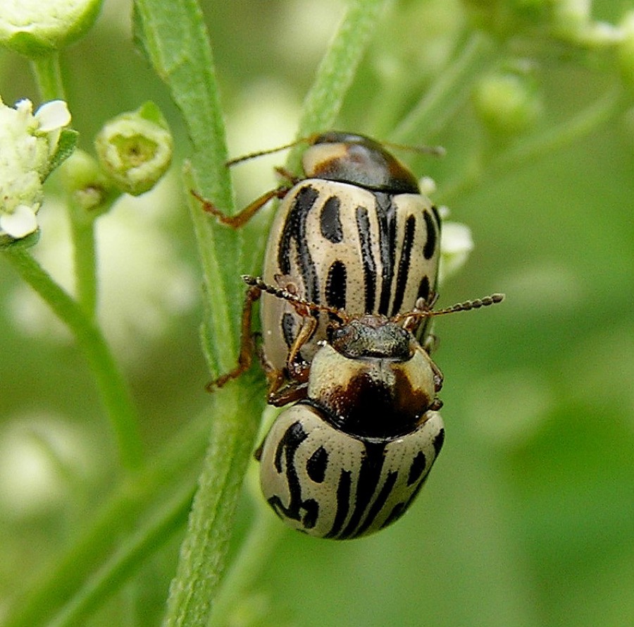 Ảnh minh hoạ Cúc Liên Chi Dại (Parthenium hysterophorus) 1