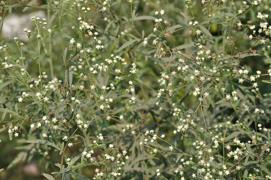 Ảnh minh hoạ Cúc Liên Chi Dại (Parthenium hysterophorus) 2
