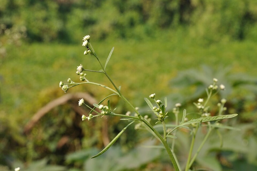 Ảnh minh hoạ Cúc Liên Chi Dại (Parthenium hysterophorus) 3