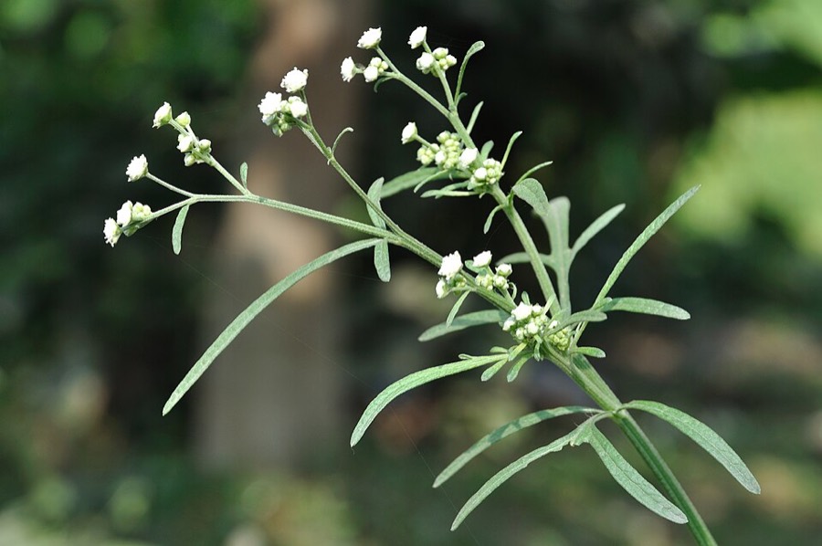 Ảnh minh hoạ Cúc Liên Chi Dại (Parthenium hysterophorus) 4