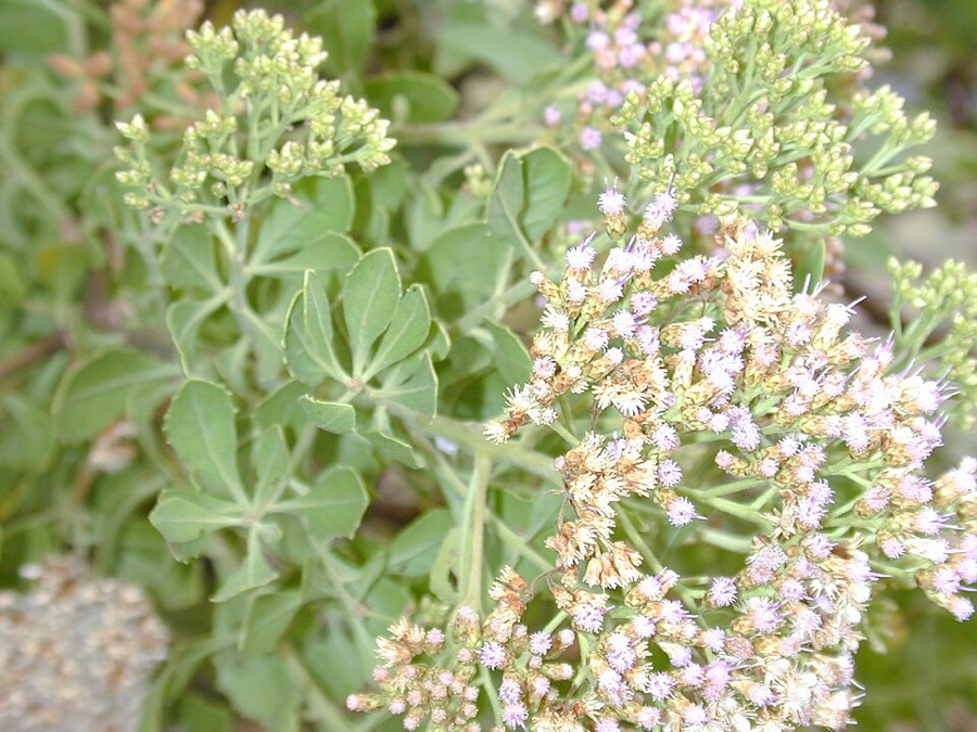 Ảnh minh hoạ Cúc Tần (Pluchea indica) 4