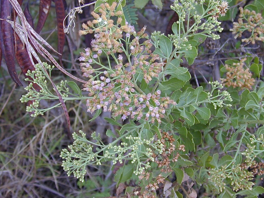 Ảnh minh hoạ Cúc Tần (Pluchea indica) 5