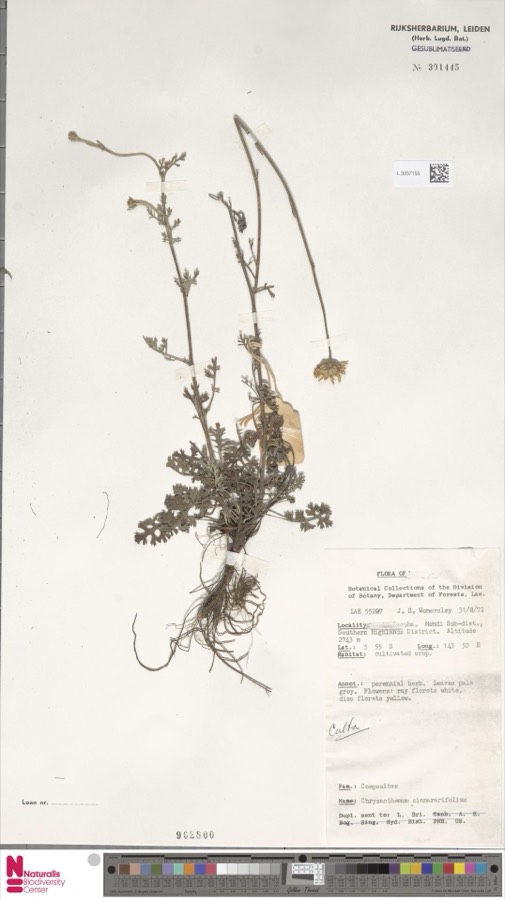 Ảnh minh hoạ Cúc Trừ Sâu (Chrysanthemum cinerariaefolium) 4