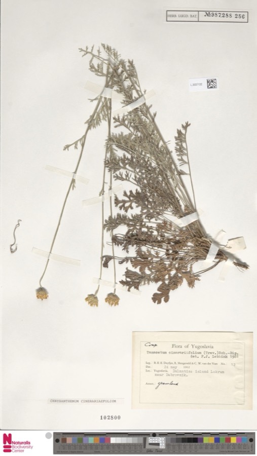 Ảnh minh hoạ Cúc Trừ Sâu (Chrysanthemum cinerariaefolium) 5