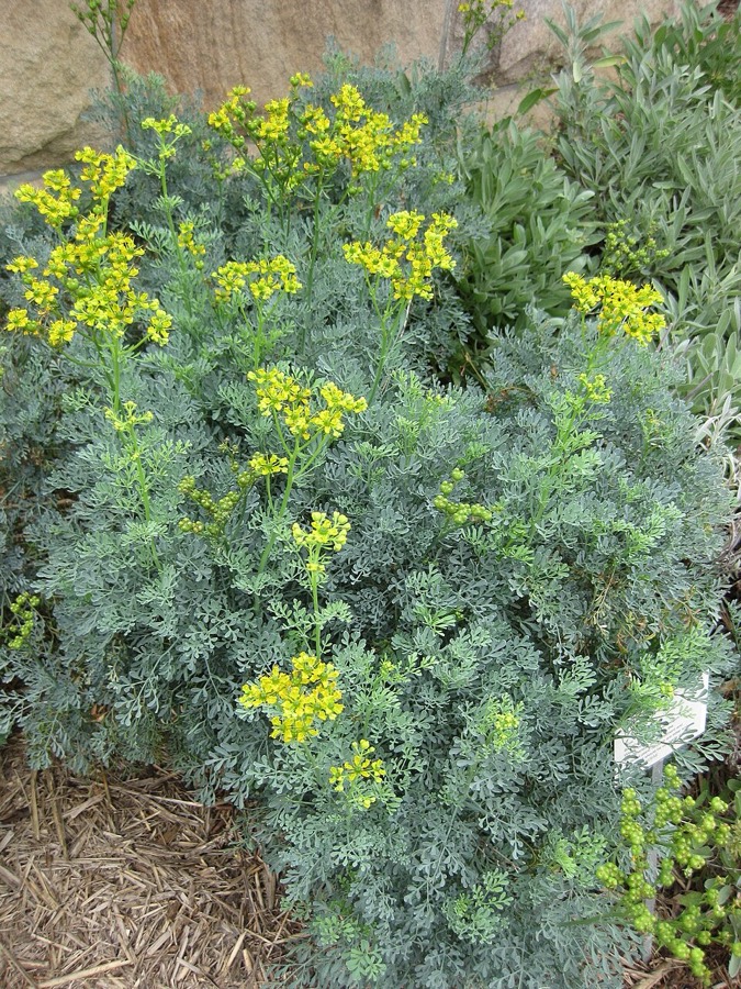 Ảnh minh hoạ Cửu Lý Hương (Ruta graveolens) 4