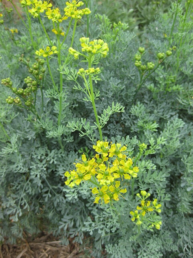 Ảnh minh hoạ Cửu Lý Hương (Ruta graveolens) 5