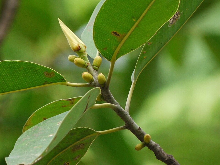Ảnh minh hoạ Đa Búp Đỏ (Ficus elastica) 5