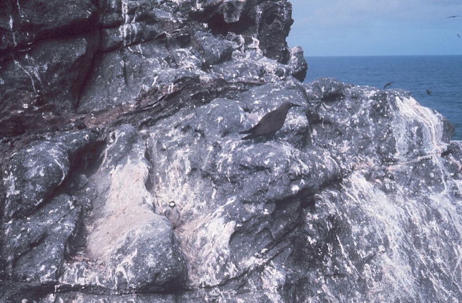 Ảnh minh hoạ Dạ Minh Sa (Bat guano) 4