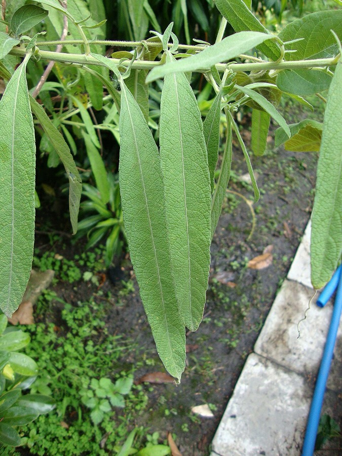 Ảnh minh hoạ Đại Bi (Blumea balsamifera) 1