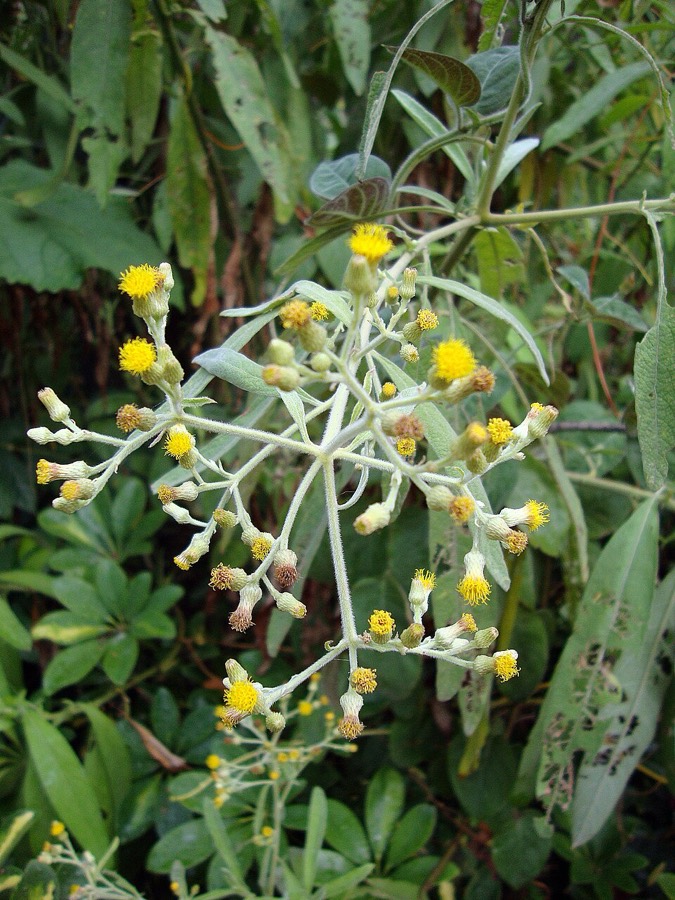 Ảnh minh hoạ Đại Bi (Blumea balsamifera) 2