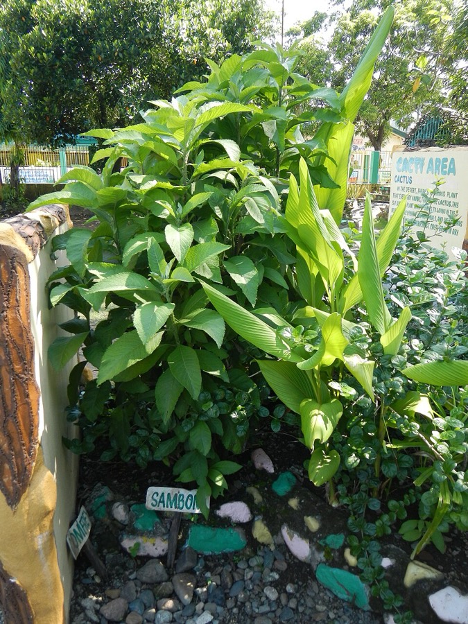 Ảnh minh hoạ Đại Bi (Blumea balsamifera) 4