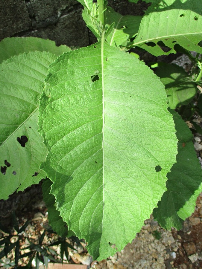Ảnh minh hoạ Đại Bi (Blumea balsamifera) 5