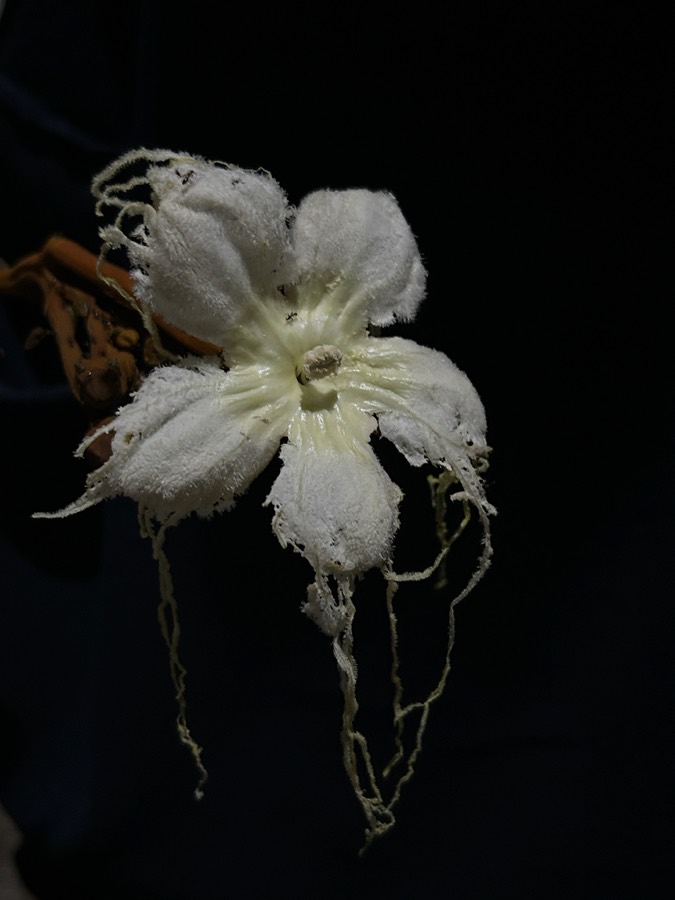 Ảnh minh hoạ Đài Hái (Hodgsonia macrocarpa) 2