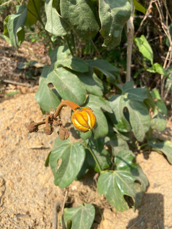 Ảnh minh hoạ Đài Hái (Hodgsonia macrocarpa) 3