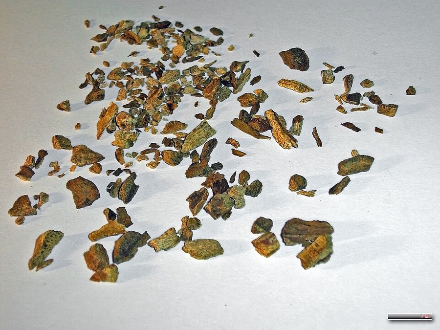Ảnh minh hoạ Đại Hoàng (Rheum palmatum) 4