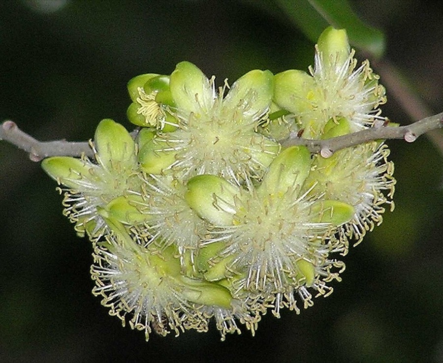 Ảnh minh hoạ Đại Phong Tử (Hydnocarpus anthelminthicus) 1