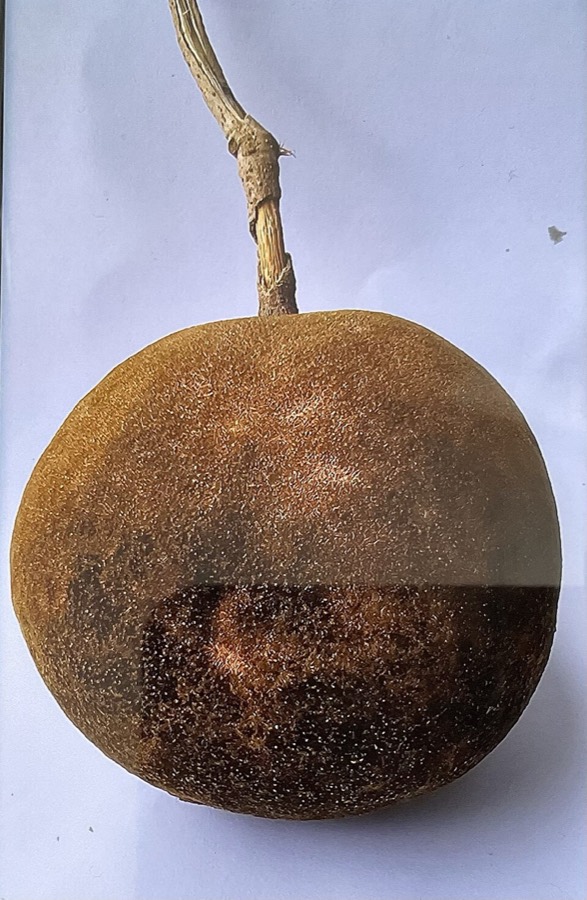 Ảnh minh hoạ Đại Phong Tử (Hydnocarpus anthelminthicus) 2