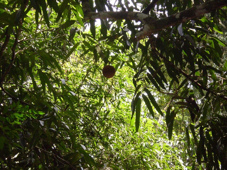 Ảnh minh hoạ Đại Phong Tử (Hydnocarpus anthelminthicus) 3
