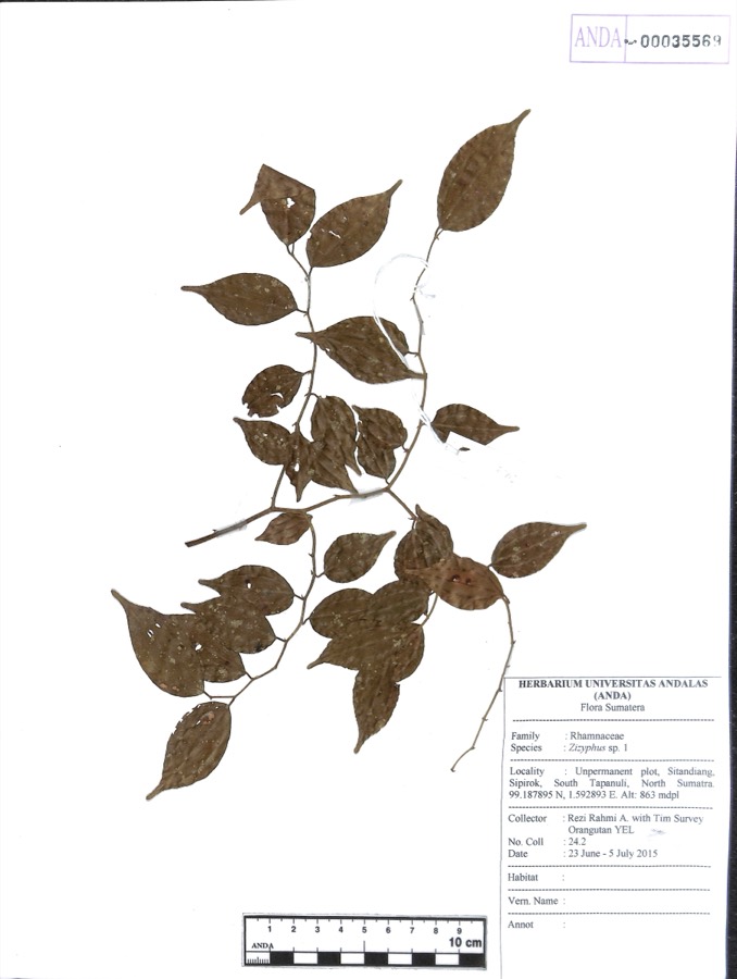 Ảnh minh hoạ Đại Táo (Zizyphus sativa) 2