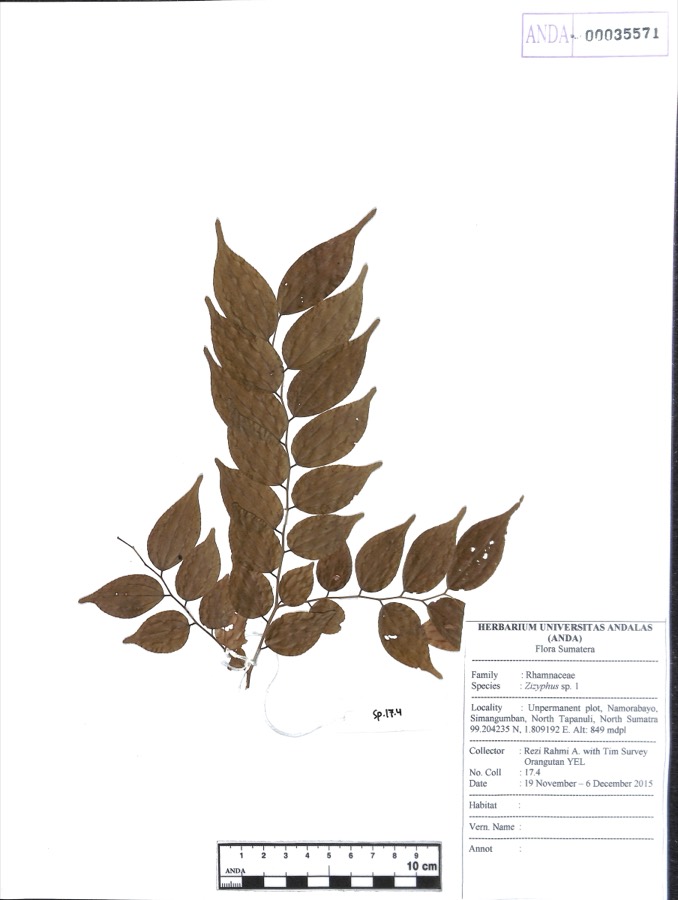 Ảnh minh hoạ Đại Táo (Zizyphus sativa) 3