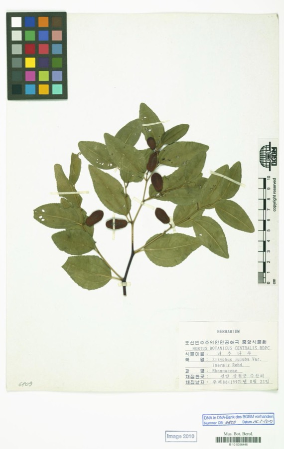Ảnh minh hoạ Đại Táo (Zizyphus sativa) 4