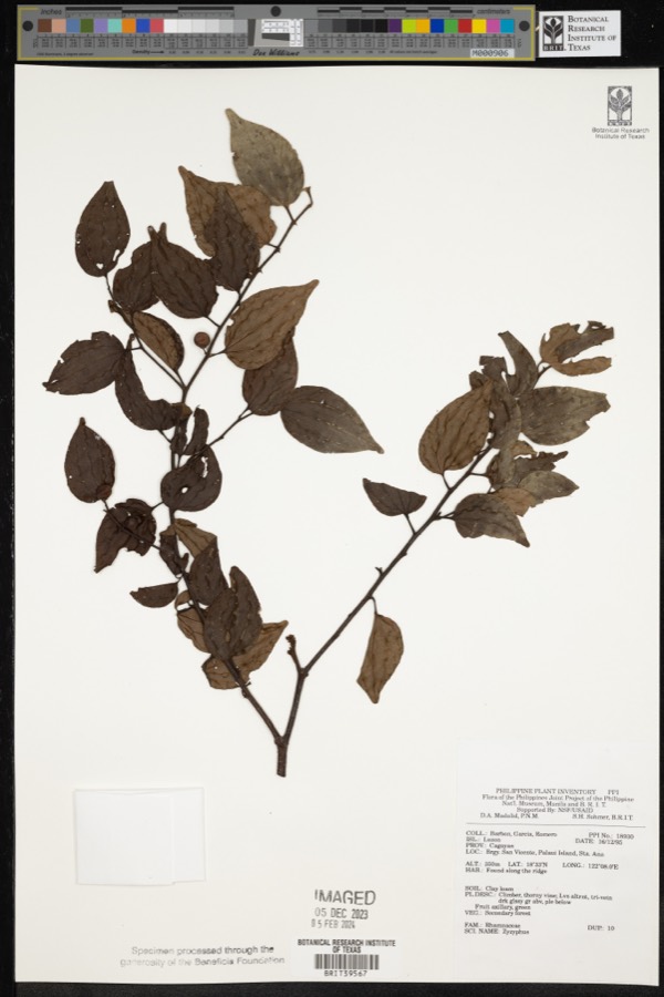 Ảnh minh hoạ Đại Táo (Zizyphus sativa) 5