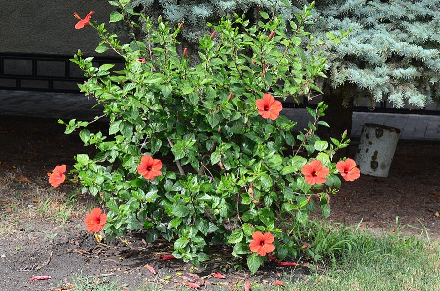 Ảnh minh hoạ Dâm Bụt (Hibiscus rosa-sinensis) 5
