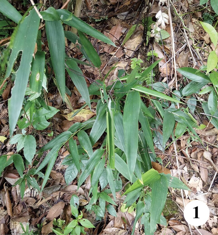 Ảnh minh hoạ Đạm Trúc Diệp (Lophatherum gracile) 4