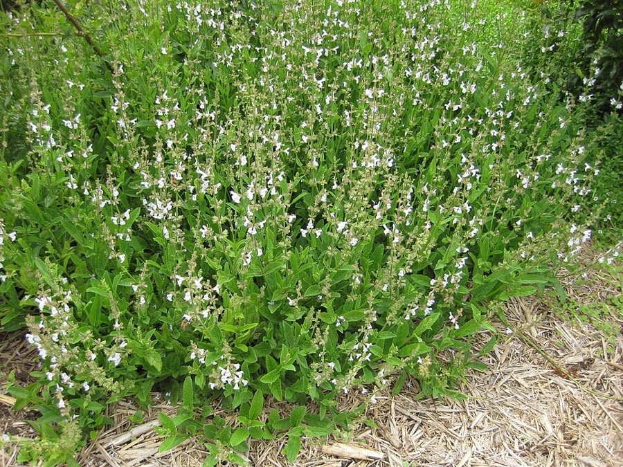 Ảnh minh hoạ Đan Sâm (Salvia miltiorrhiza) 1