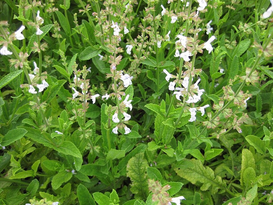 Ảnh minh hoạ Đan Sâm (Salvia miltiorrhiza) 2
