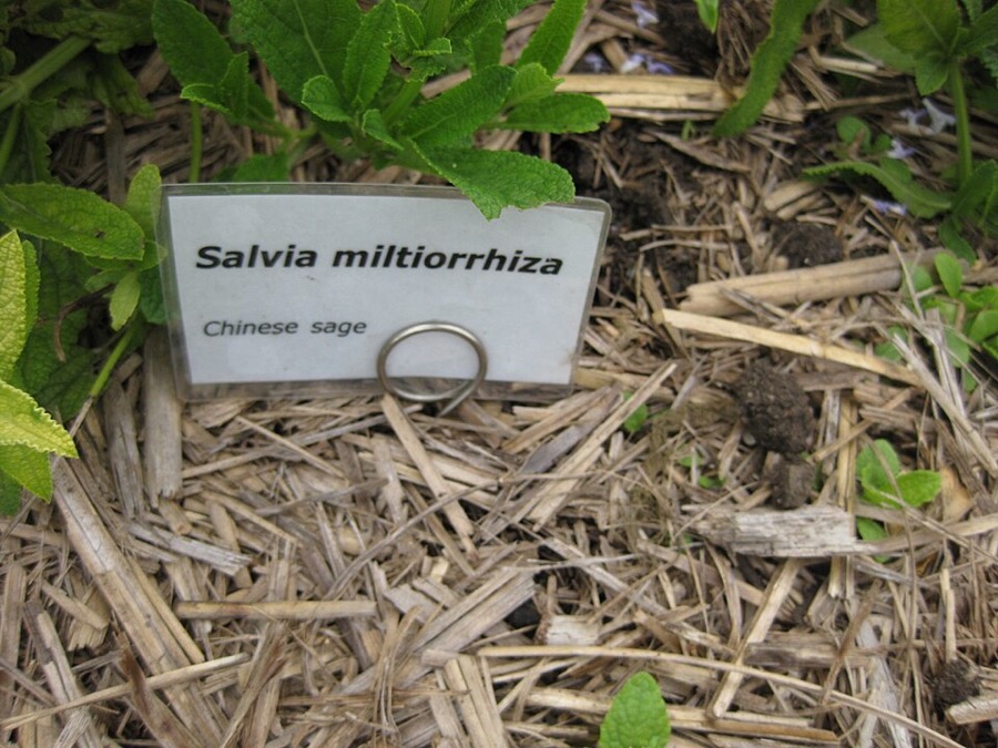 Ảnh minh hoạ Đan Sâm (Salvia miltiorrhiza) 3