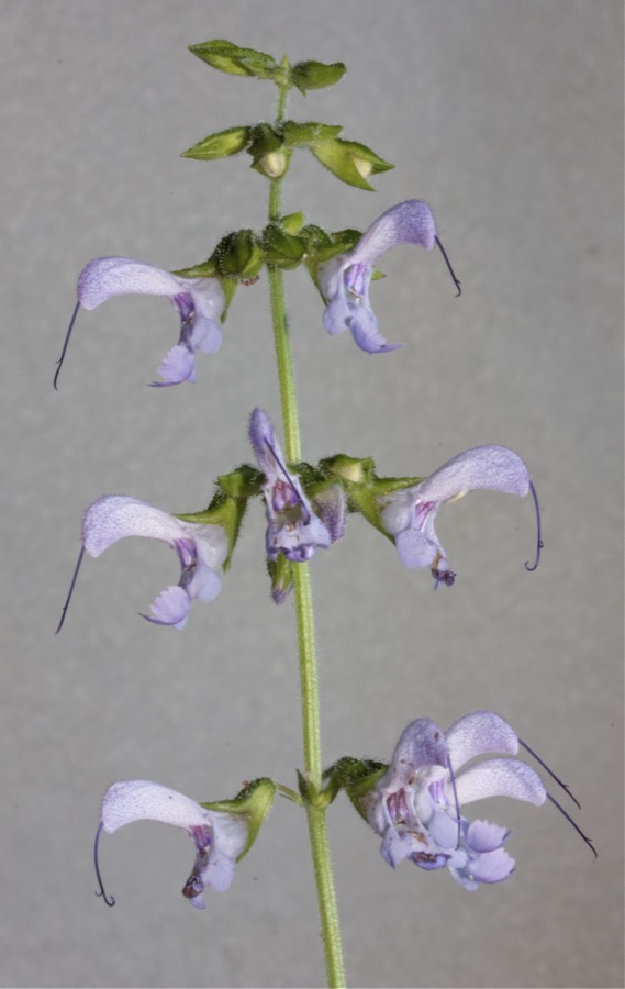 Ảnh minh hoạ Đan Sâm (Salvia miltiorrhiza) 5