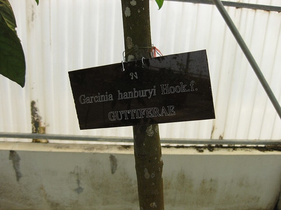 Ảnh minh hoạ Đằng Hoàng (Garcinia hanburyi) 2