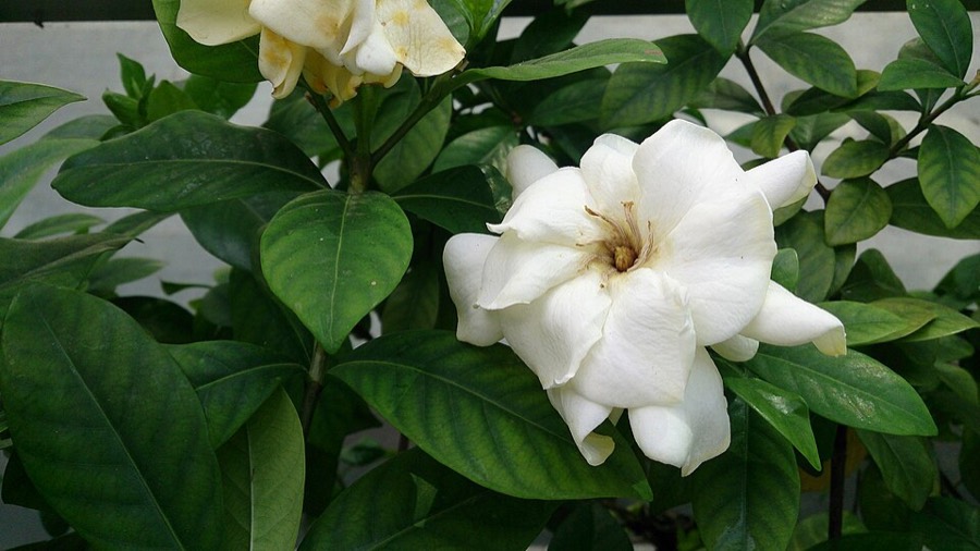 Ảnh minh hoạ Dành Dành (Gardenia jasminoides) 1