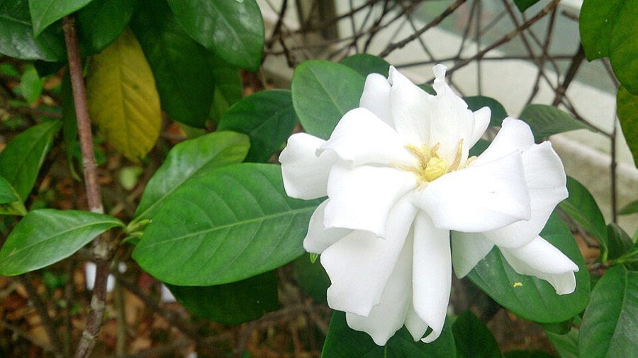 Ảnh minh hoạ Dành Dành (Gardenia jasminoides) 2
