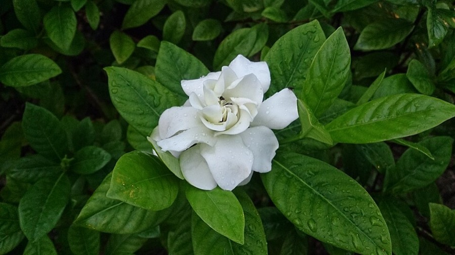 Ảnh minh hoạ Dành Dành (Gardenia jasminoides) 3
