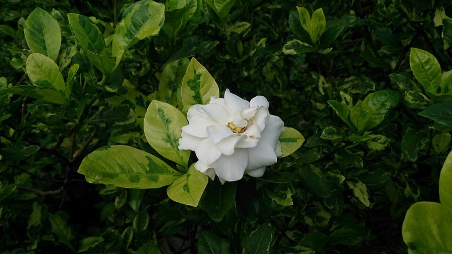 Ảnh minh hoạ Dành Dành (Gardenia jasminoides) 4