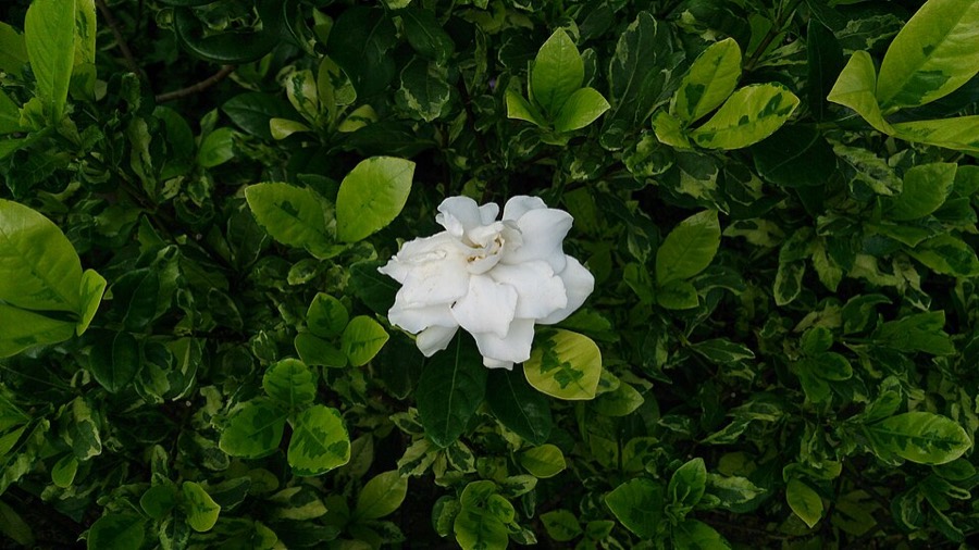 Ảnh minh hoạ Dành Dành (Gardenia jasminoides) 5