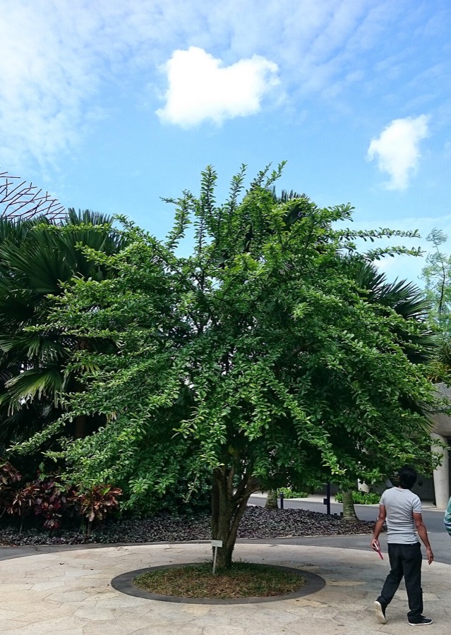 Ảnh minh hoạ Đào Tiên (Crescentia cujete) 4